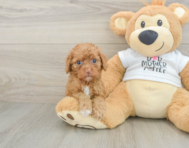 8 week old Cockapoo Puppy For Sale - Premier Pups