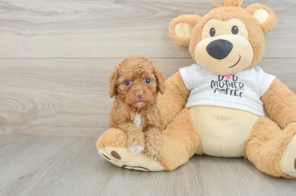 5 week old Cockapoo Puppy For Sale - Premier Pups
