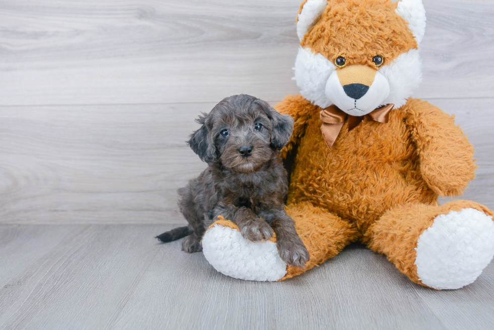 Hypoallergenic Cockerpoo Poodle Mix Puppy