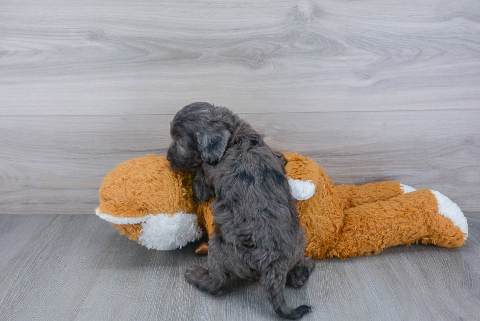 Hypoallergenic Cockerpoo Poodle Mix Puppy