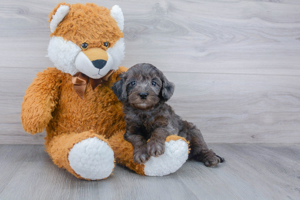 Cockapoo Pup Being Cute