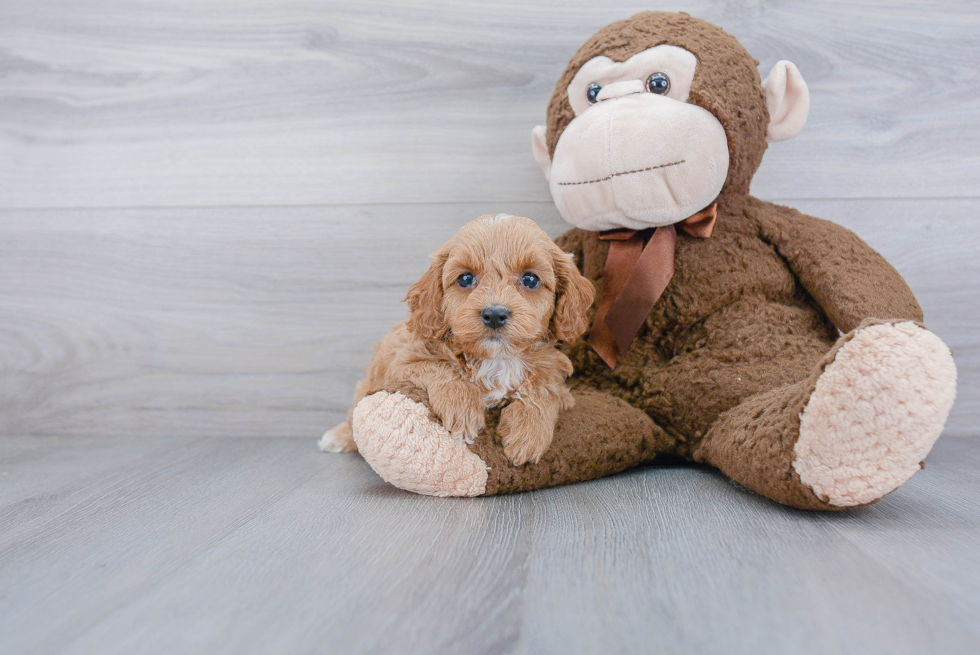 Hypoallergenic Cockerpoo Poodle Mix Puppy