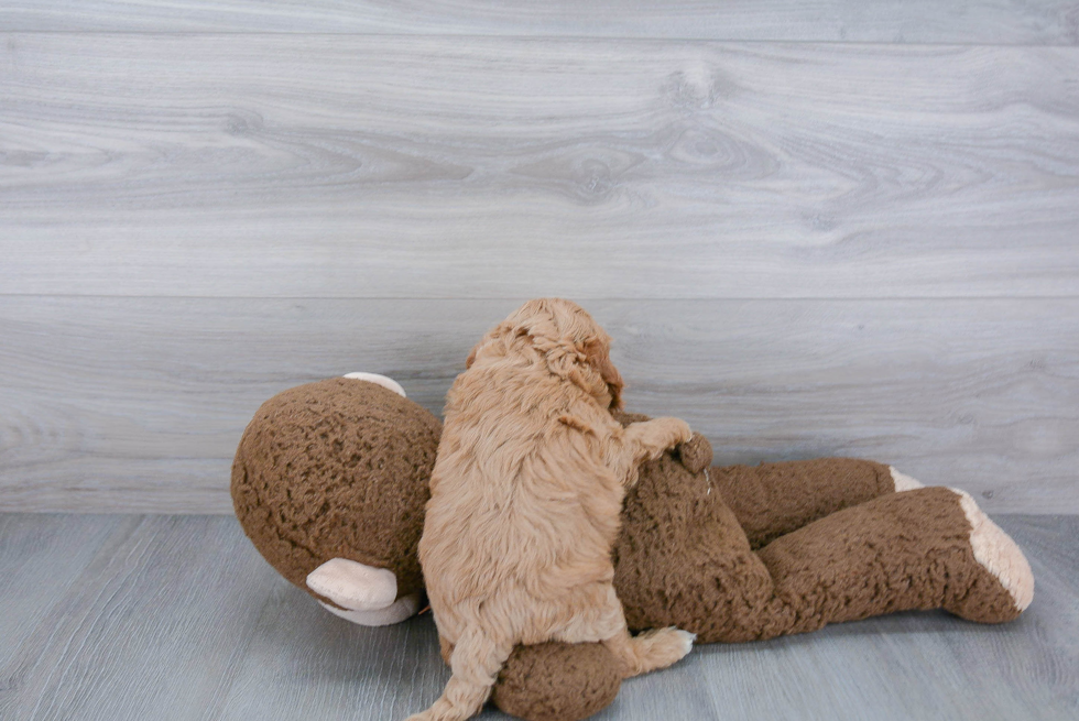 Hypoallergenic Cockerpoo Poodle Mix Puppy