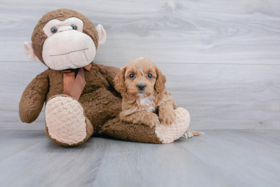 Best Cockapoo Baby