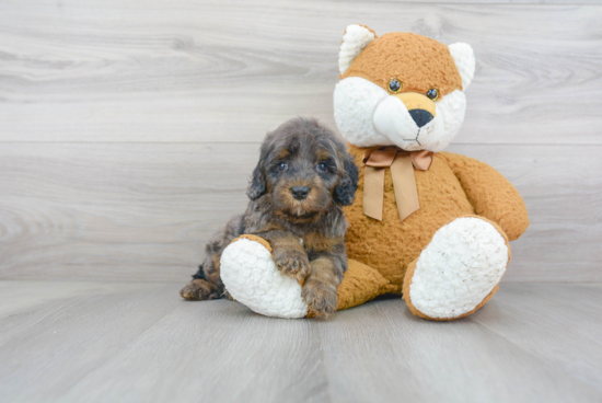 Cockapoo Puppy for Adoption