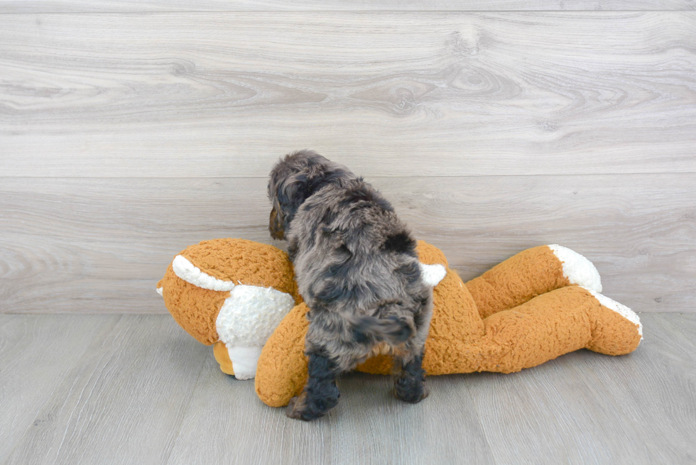 Adorable Cockerpoo Poodle Mix Puppy