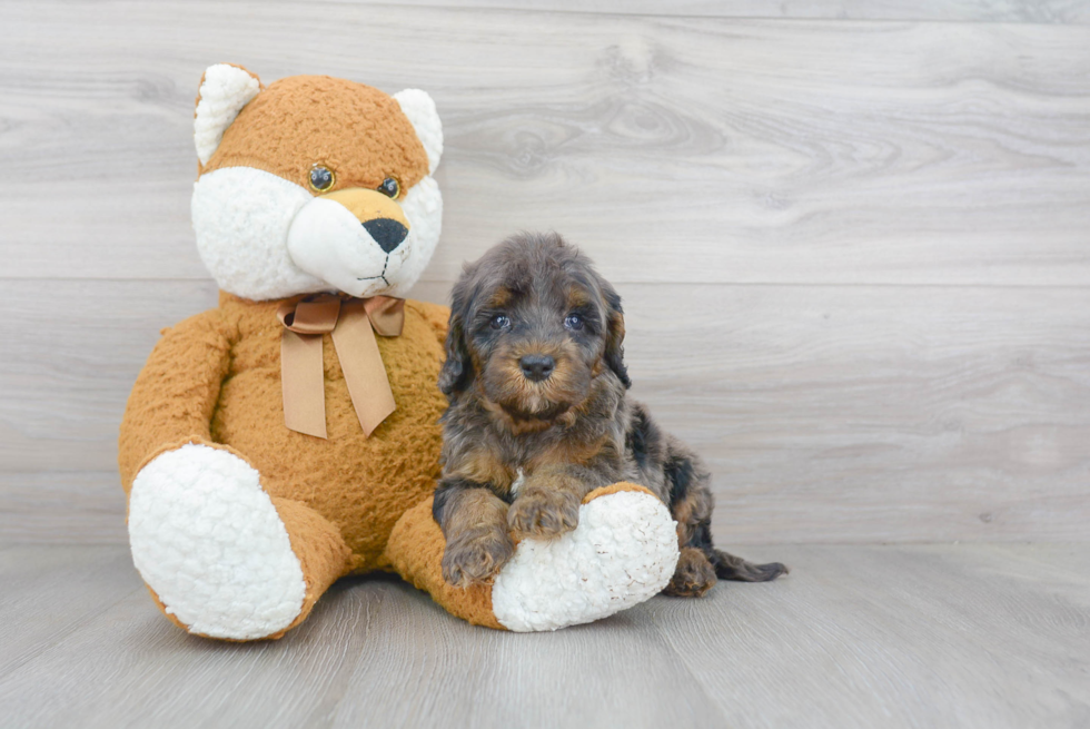 Cockapoo Puppy for Adoption