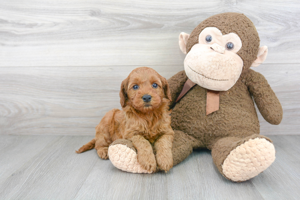 Adorable Cockerpoo Poodle Mix Puppy