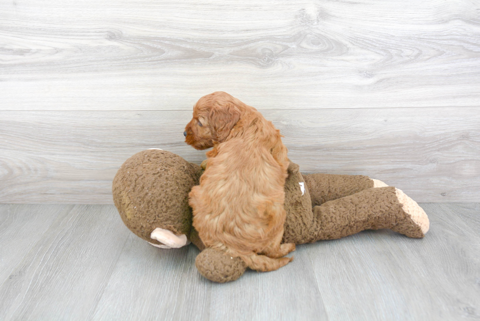 Popular Cockapoo Poodle Mix Pup