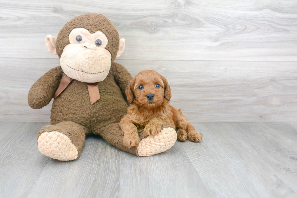 Funny Cockapoo Poodle Mix Pup