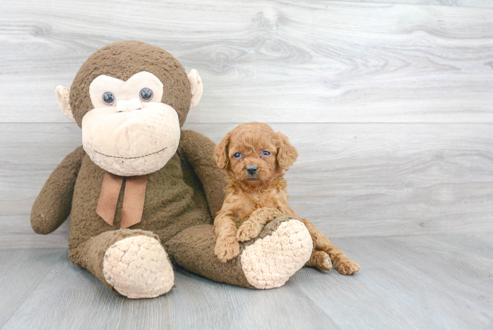 Cockapoo Puppy for Adoption