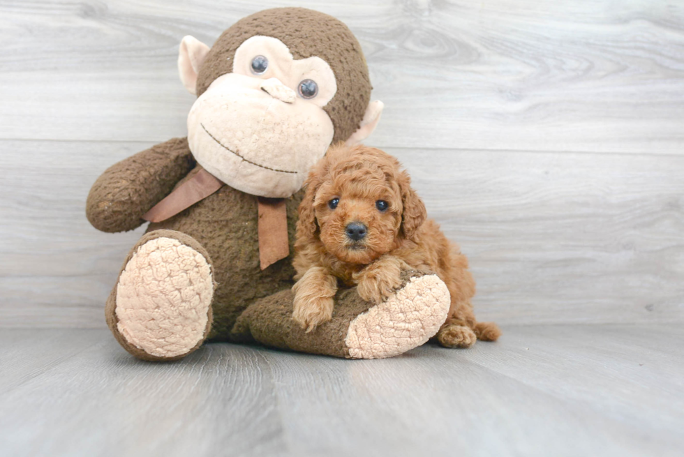 Hypoallergenic Cockerpoo Poodle Mix Puppy