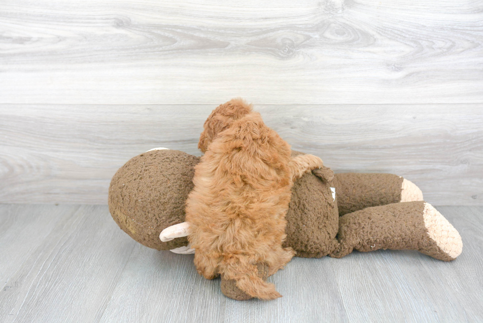 Adorable Cockerpoo Poodle Mix Puppy