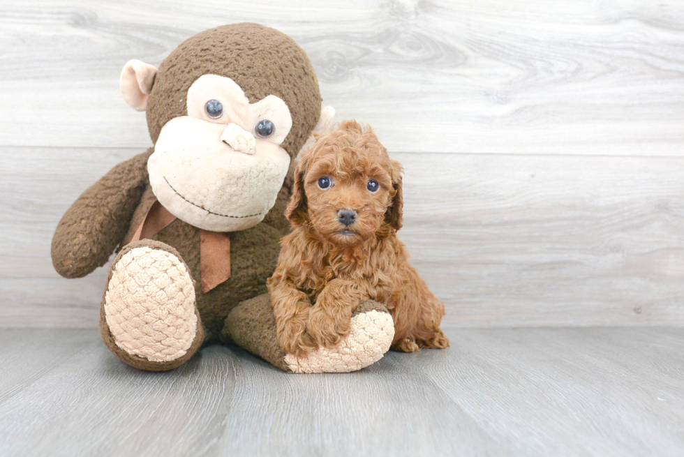 Cockapoo Pup Being Cute