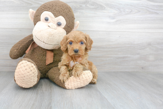 Hypoallergenic Cockerpoo Poodle Mix Puppy