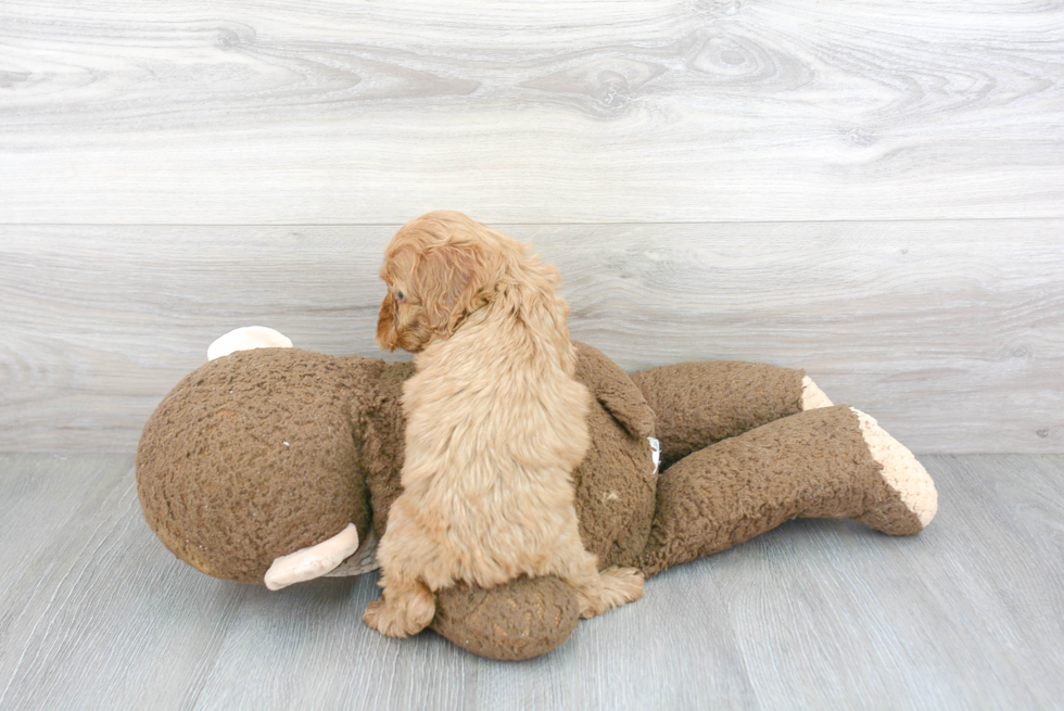 Sweet Cockapoo Baby