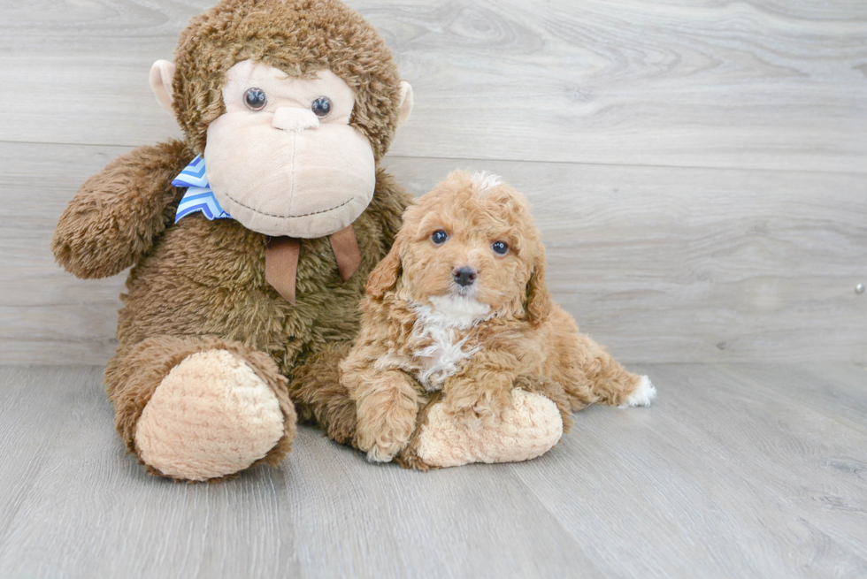 Small Cockapoo Baby