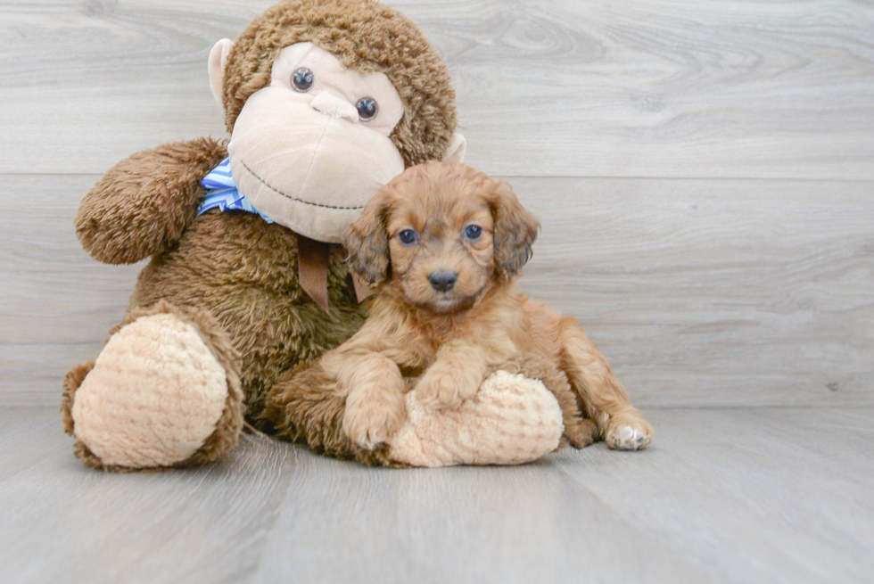 Playful Cockerpoo Poodle Mix Puppy