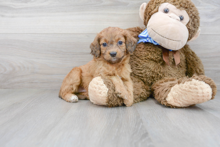 Cockapoo Puppy for Adoption