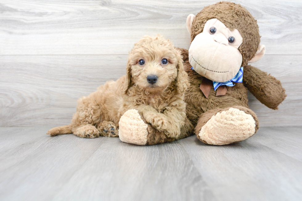 Cockapoo Pup Being Cute