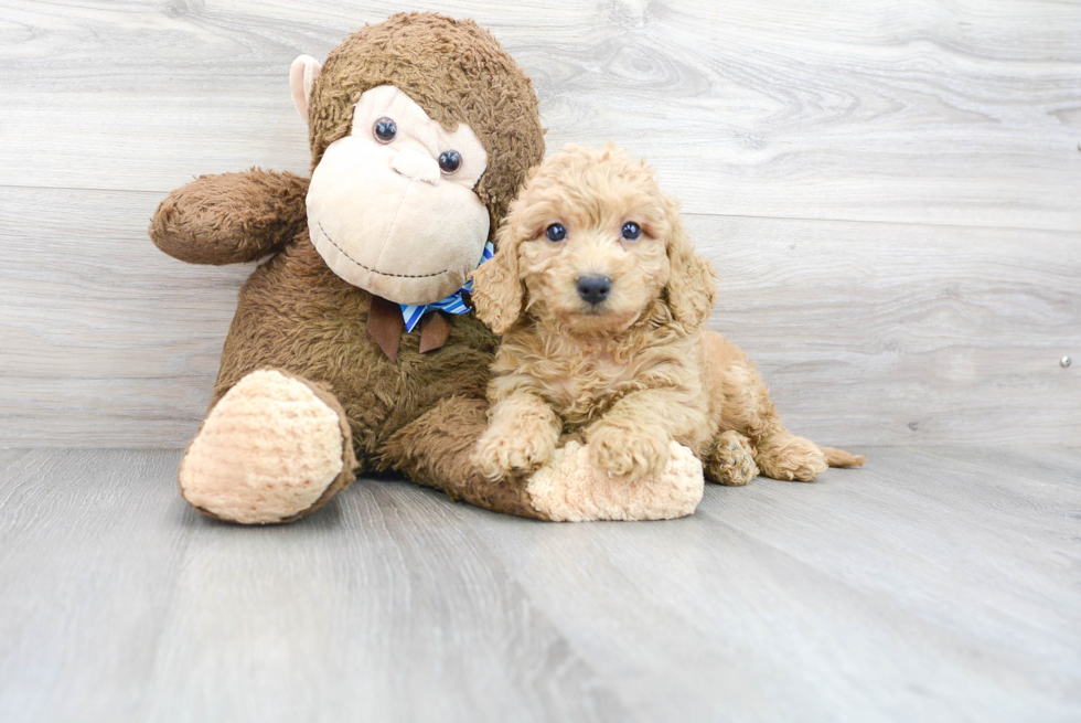 Cockapoo Pup Being Cute