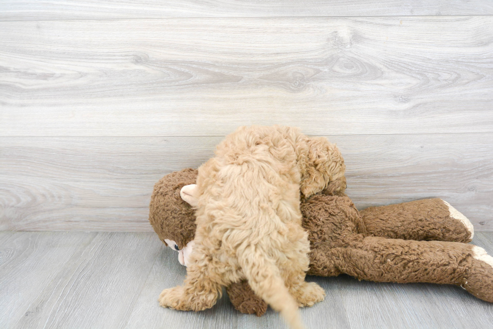 Fluffy Cockapoo Poodle Mix Pup