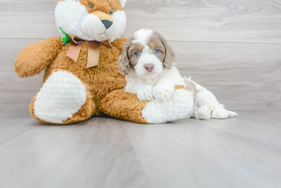 Cute Cockerpoo Poodle Mix Puppy