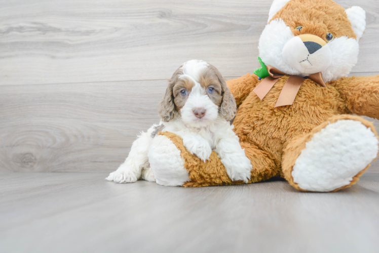 Cockapoo Puppy for Adoption