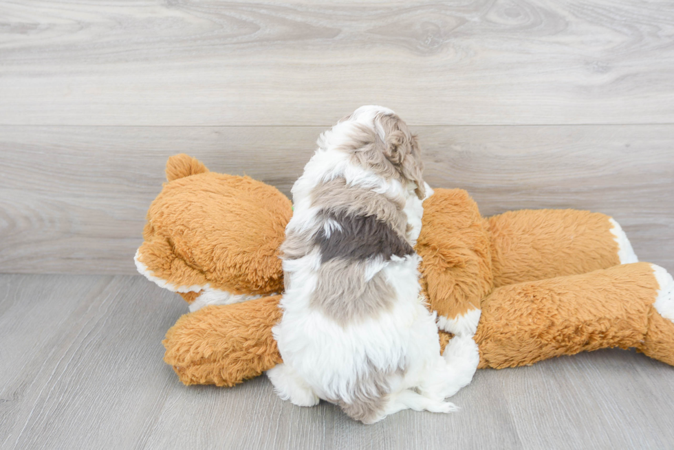Cockapoo Pup Being Cute