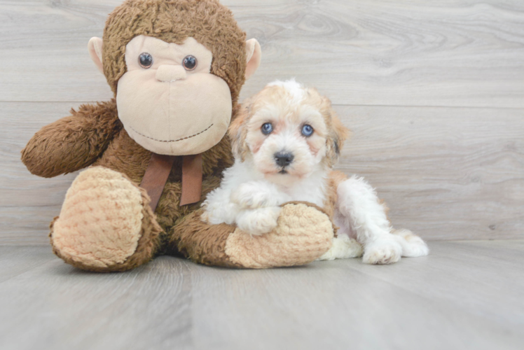 Best Cockapoo Baby