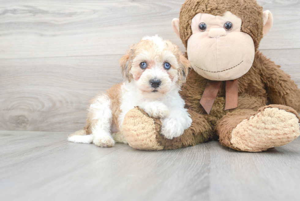 Cute Cockapoo Poodle Mix Pup