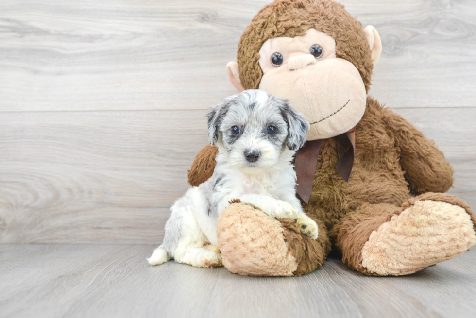 Fluffy Cockapoo Poodle Mix Pup