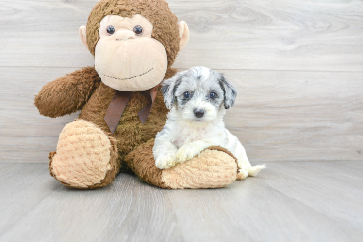 Playful Cockerpoo Poodle Mix Puppy