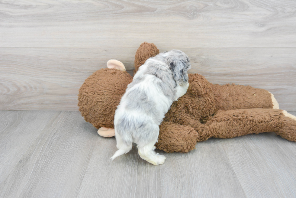 Hypoallergenic Cockerpoo Poodle Mix Puppy