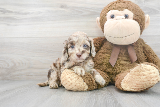 Cockapoo Pup Being Cute