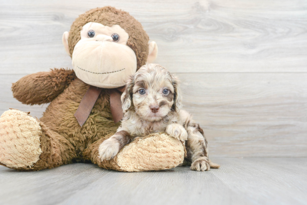 Adorable Cockerpoo Poodle Mix Puppy