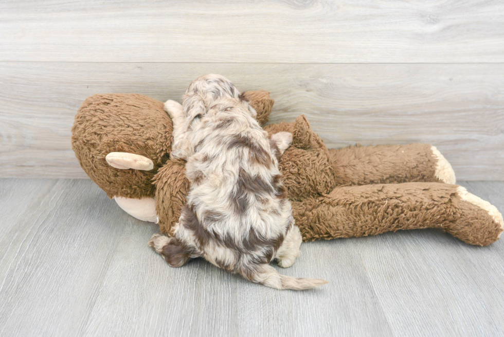 Playful Cockerpoo Poodle Mix Puppy