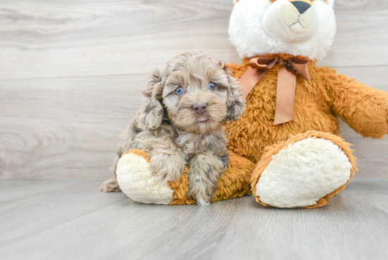 Best Cockapoo Baby