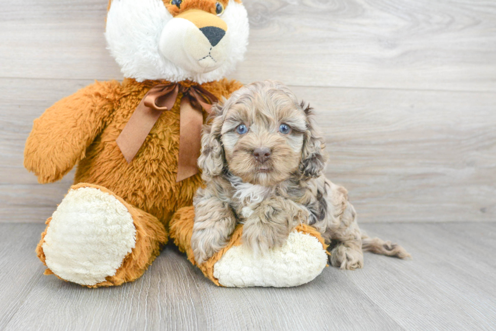 Cockapoo Puppy for Adoption