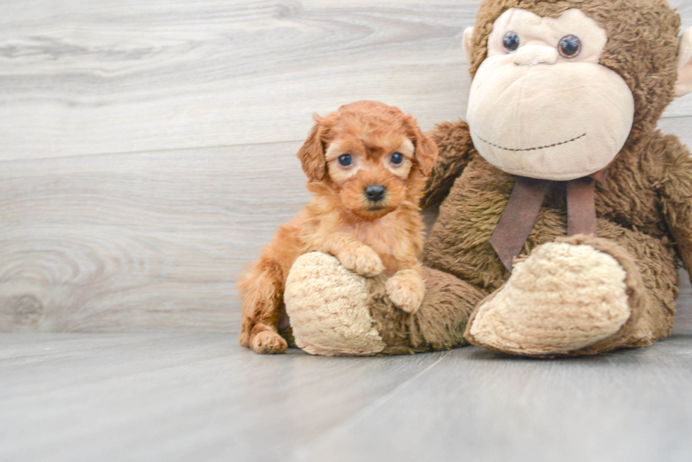 Funny Cockapoo Poodle Mix Pup