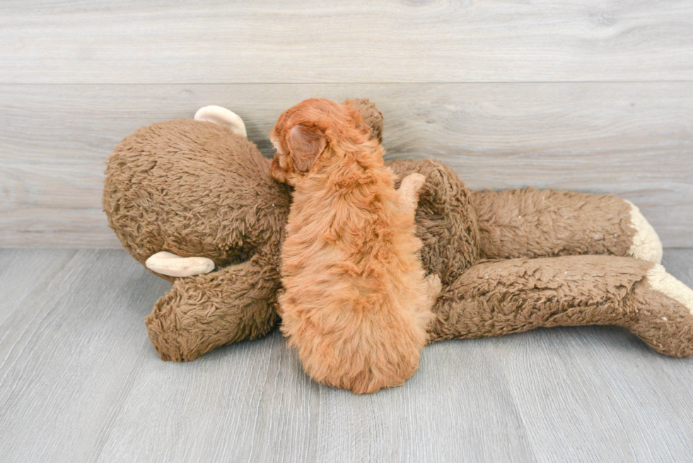 Cute Cockapoo Baby