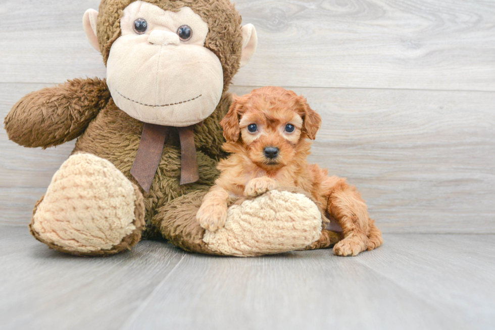 Friendly Cockapoo Baby