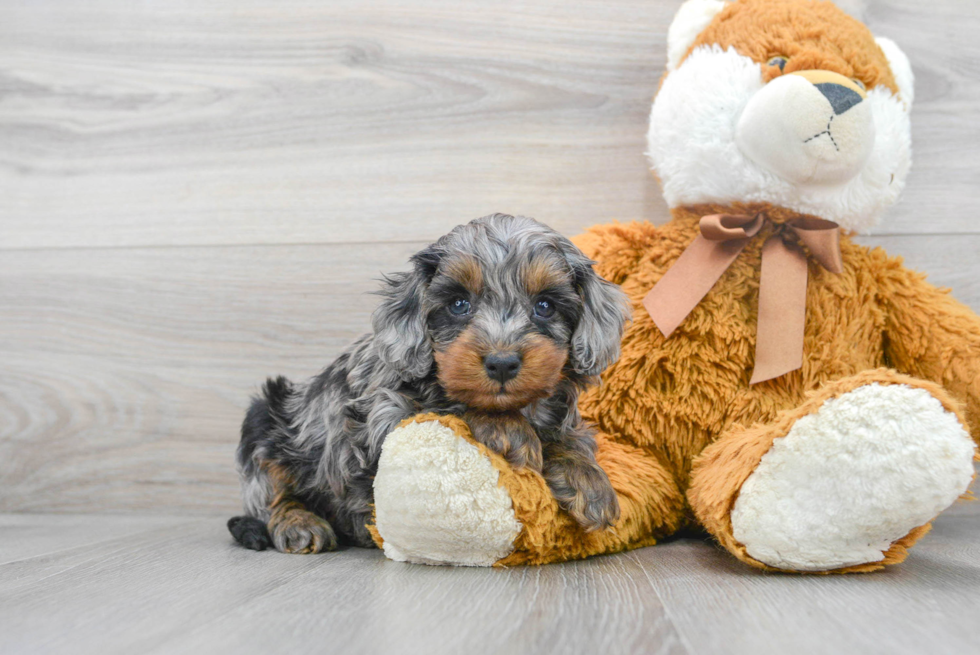 Energetic Cockerpoo Poodle Mix Puppy