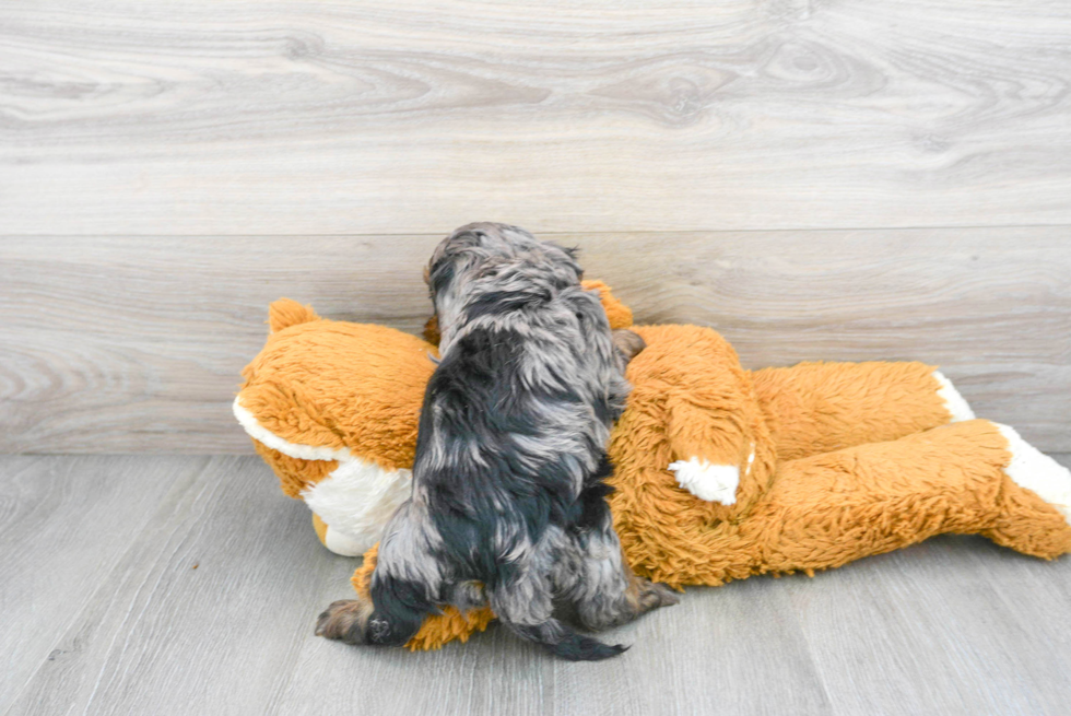 Energetic Cockerpoo Poodle Mix Puppy