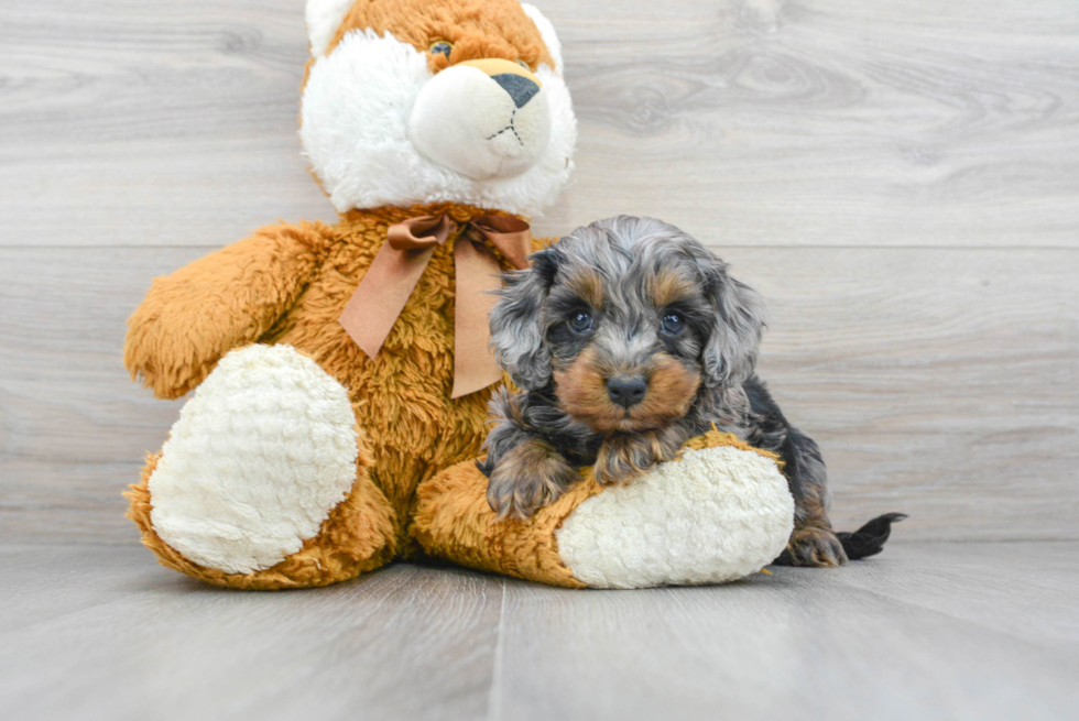 Cockapoo Pup Being Cute