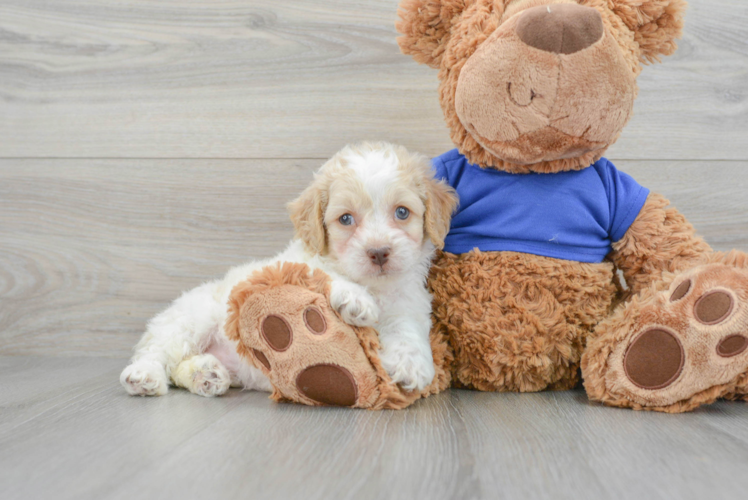 Cockapoo Puppy for Adoption