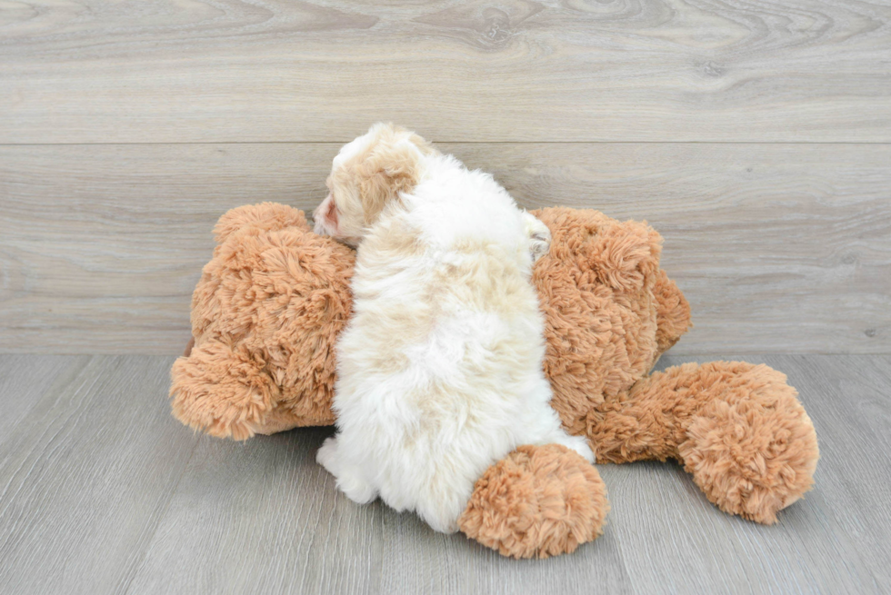 Playful Cockerpoo Poodle Mix Puppy