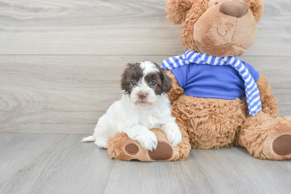 Popular Cockapoo Poodle Mix Pup