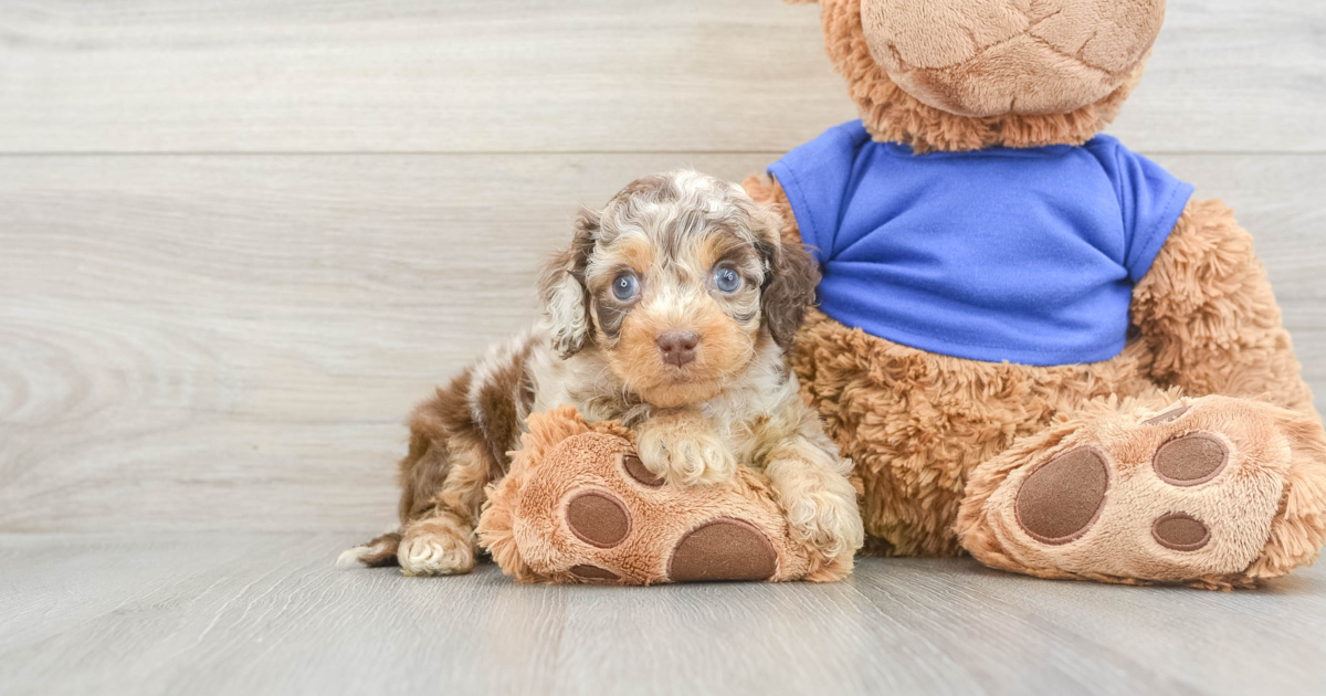 Energetic Cockapoo Cameo: 4lb 9oz Doodle Puppy