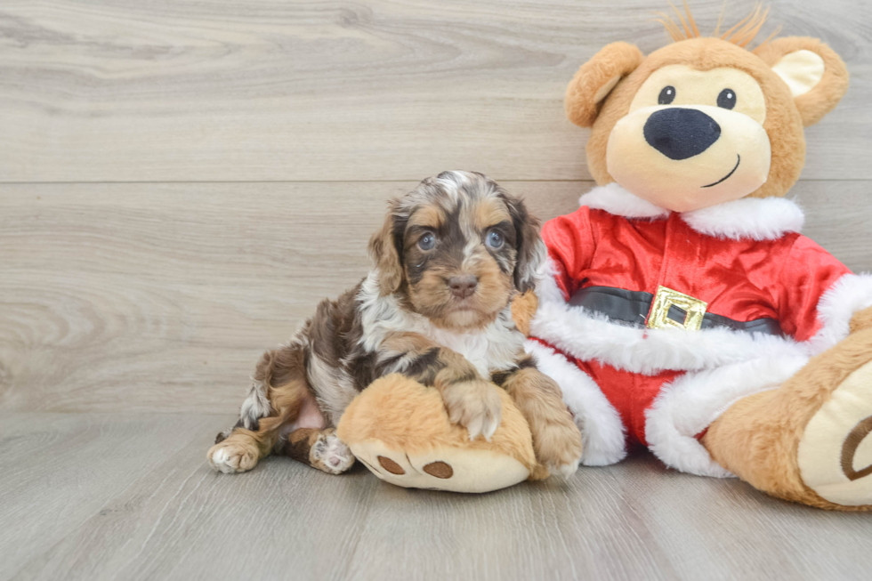 Cockapoo Puppy for Adoption